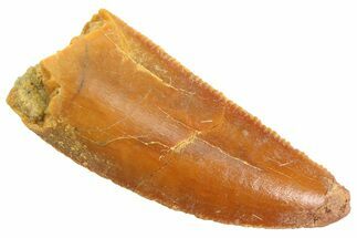 Serrated Raptor Tooth - Real Dinosaur Tooth #347059