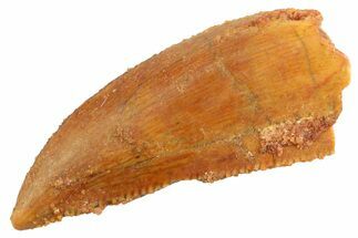 Serrated Raptor Tooth - Real Dinosaur Tooth #347069