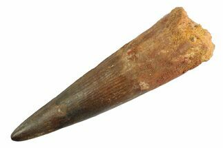 Real Fossil Spinosaurus Tooth - Composite Tooth #347204