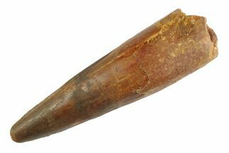 Bargain, Real Fossil Spinosaurus Tooth - Composite Tooth #347211