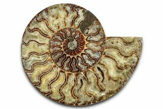 Cut & Polished Ammonite Fossil (Half) - Madagascar #347829