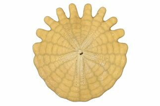 Fossil Sand Dollar (Heliophora) - Boujdour Province, Morocco #347910