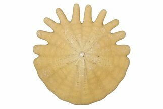 Fossil Sand Dollar (Heliophora) - Boujdour Province, Morocco #347912