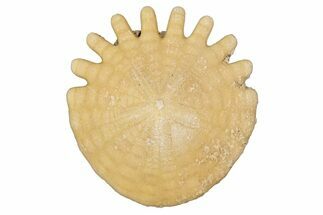 Fossil Sand Dollar (Heliophora) - Boujdour Province, Morocco #347913