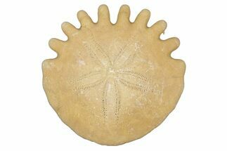 Fossil Sand Dollar (Heliophora) - Boujdour Province, Morocco #347920