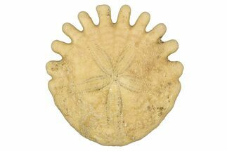 Fossil Sand Dollar (Heliophora) - Boujdour Province, Morocco #347923