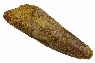 Bargain, Fossil Spinosaurus Tooth - Real Dinosaur Tooth #346919