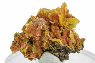 Botryoidal Orange Mimetite on Windowpane Wulfenite - Mexico #348001