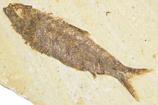 Detailed Fossil Fish (Knightia) - Wyoming #348049