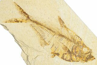 Bargain, Fossil Fish (Diplomystus) - Wyoming #348091