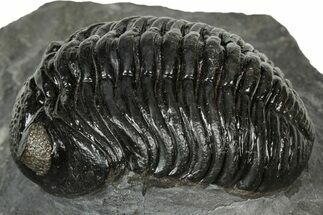 Detailed Pedinopariops Trilobite - Mrakib, Morocco #348137