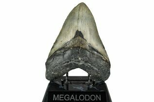 Fossil Shark Teeth For Sale