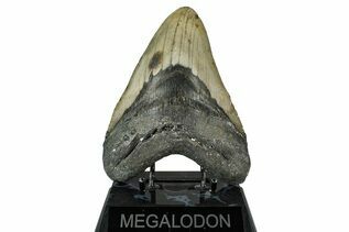 Fossil Shark Teeth For Sale
