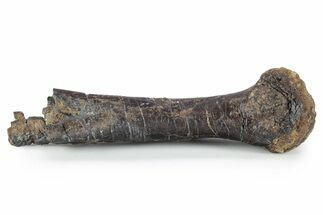 Theropod Dinosaur (Allosaurus) Partial Metatarsal - Wyoming #348201