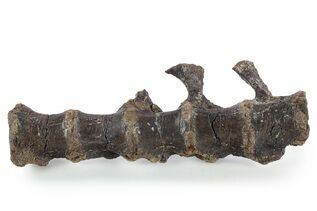 Dinosaur Fossils For Sale