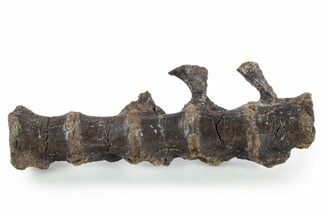 Fossil Ornithopod Dinosaur (Dryosaurus) Sacrum - Wyoming #348202