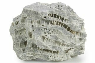 Silurian Dolostone w/ Sparkling Fossil Coral (Fletcheria) - Ohio #346066