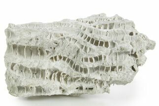 Silurian Dolostone w/ Sparkling Fossil Coral (Fletcheria) - Ohio #346069