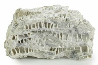 Coral Fossils For Sale