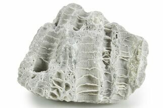 Silurian Dolostone w/ Sparkling Fossil Coral (Fletcheria) - Ohio #346085