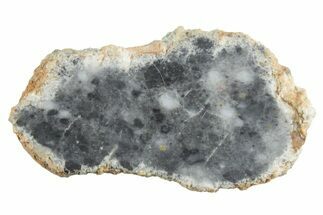 Lunar Meteorite ( g) Slice - Bechar #348176