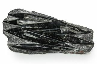 Polished Fossil Orthoceras (Cephalopod) Plate - Morocco #348385