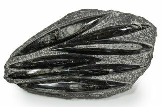 Polished Fossil Orthoceras (Cephalopod) Plate - Morocco #348387