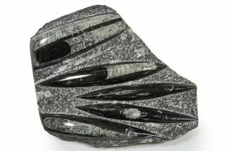 Polished Fossil Orthoceras (Cephalopod) Plate - Morocco #348390