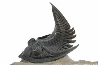 Premium Specimens For Sale