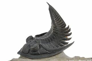 Flying Zlichovaspis Trilobite - Atchana, Morocco #348376