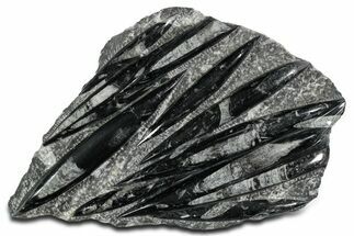 Polished Fossil Orthoceras (Cephalopod) Plate - Morocco #348435