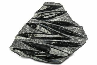 Polished Fossil Orthoceras (Cephalopod) Plate - Morocco #348439