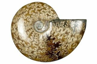 Polished Ammonite (Cleoniceras) Fossil - Madagascar #348487
