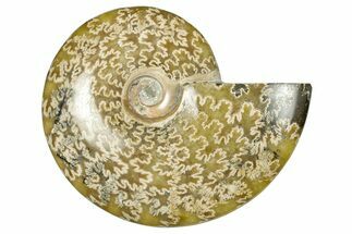 Polished Ammonite (Cleoniceras) Fossil - Madagascar #348489