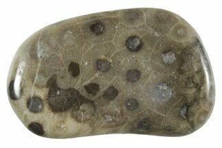 Polished Petoskey Stone (Fossil Coral) - Michigan #348577