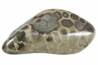Polished Petoskey Stone (Fossil Coral) - Michigan #348580