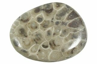 Polished Petoskey Stone (Fossil Coral) - Michigan #348582