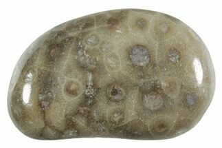 Polished Petoskey Stone (Fossil Coral) - Michigan #348585