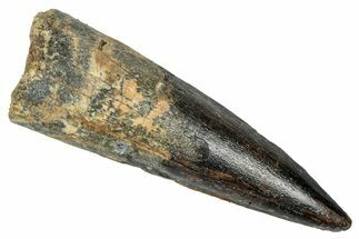 Fossil Spinosaurus Tooth - Real Dinosaur Tooth #348609