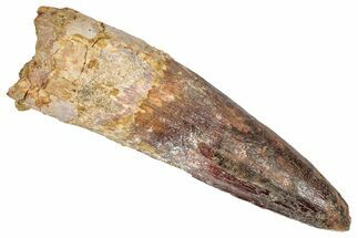 Fossil Spinosaurus Tooth - Real Dinosaur Tooth #348642