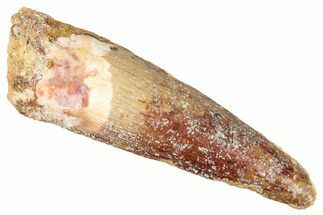 Juvenile Fossil Spinosaurus Tooth - Real Dinosaur Tooth #348677