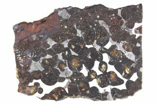 Polished Sericho Pallasite Meteorite ( g) Slice - Kenya #348924