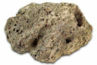 Dinosaur (Triceratops) Frill Shield Section - Montana #348017