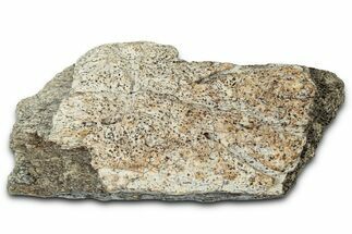 Dinosaur (Triceratops) Frill Shield Section - Montana #348020