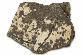 Dinosaur (Triceratops) Frill Shield Section - Montana #348026