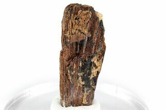 Chatoyant Brown Niobophyllite with Feldspar - Malawi #348774