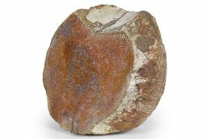 4 Unidentified Dinosaur/Reptile Vertebrae & Limb Bone - Kem Kem