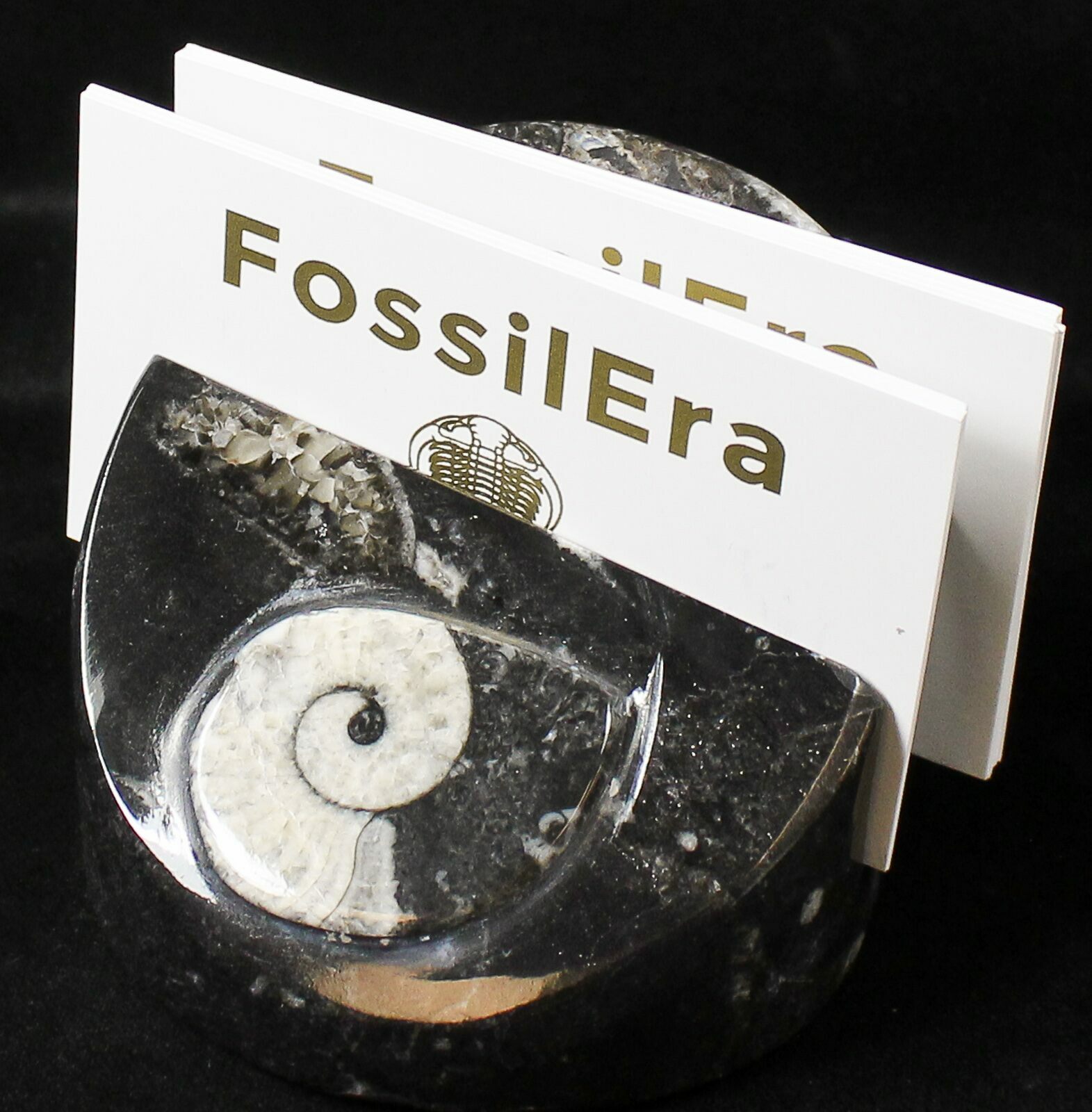 Goniatite & Orthoceras Fossil Card Holder (18273) For Sale