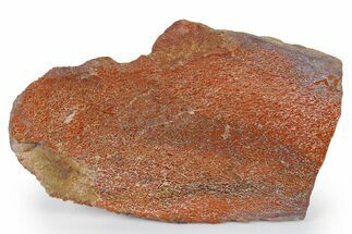 Polished Dinosaur Bone (Gembone) Slab - New Mexico #348873