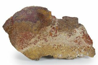 Polished Dinosaur Bone (Gembone) Slab - New Mexico #348875